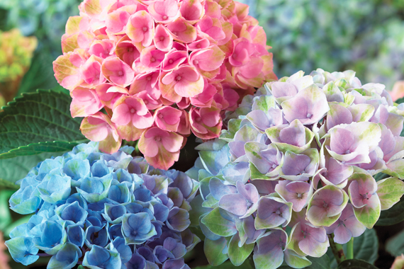 from a Humble Hydrangea Grower Think you lack the hubris for hydrangea 