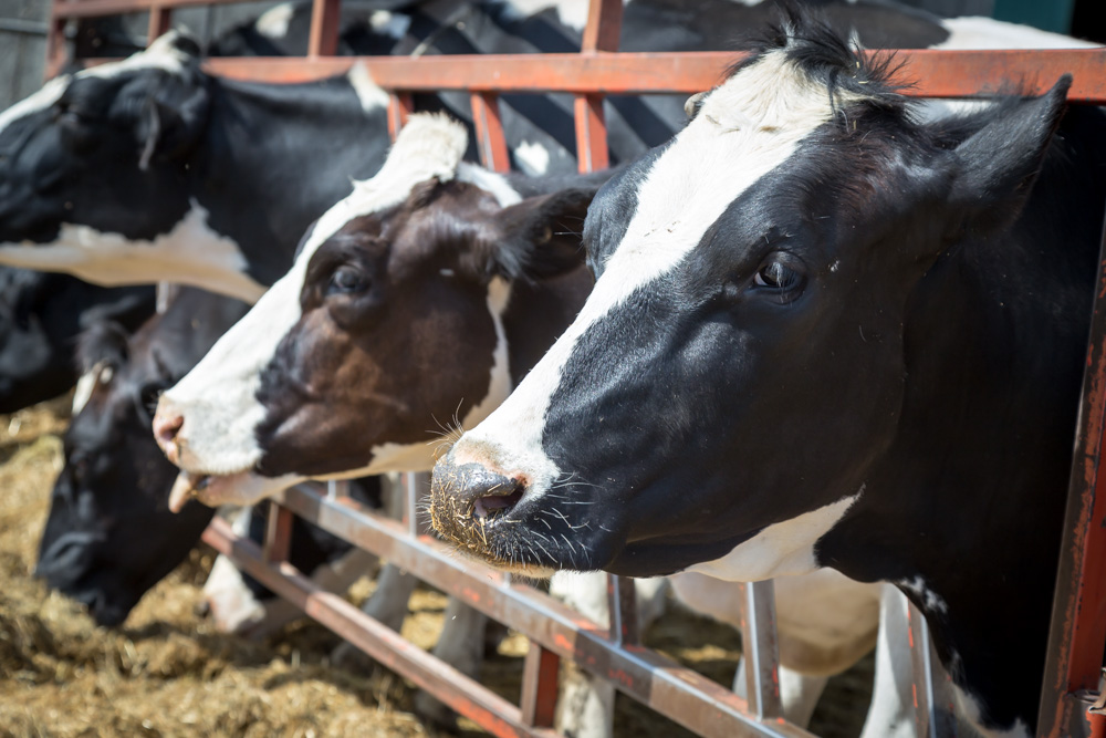 “From Moo to You!” Cook’s Dairy Farm
