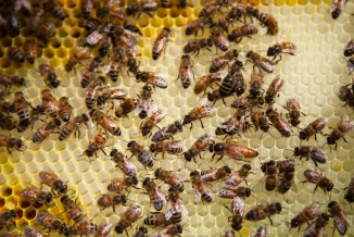 beekeeper-1