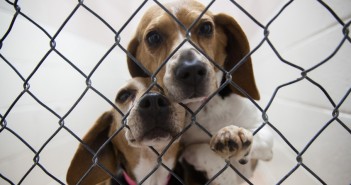 Humane Society of Genesee CountyCelebrates 90 Years of Caring