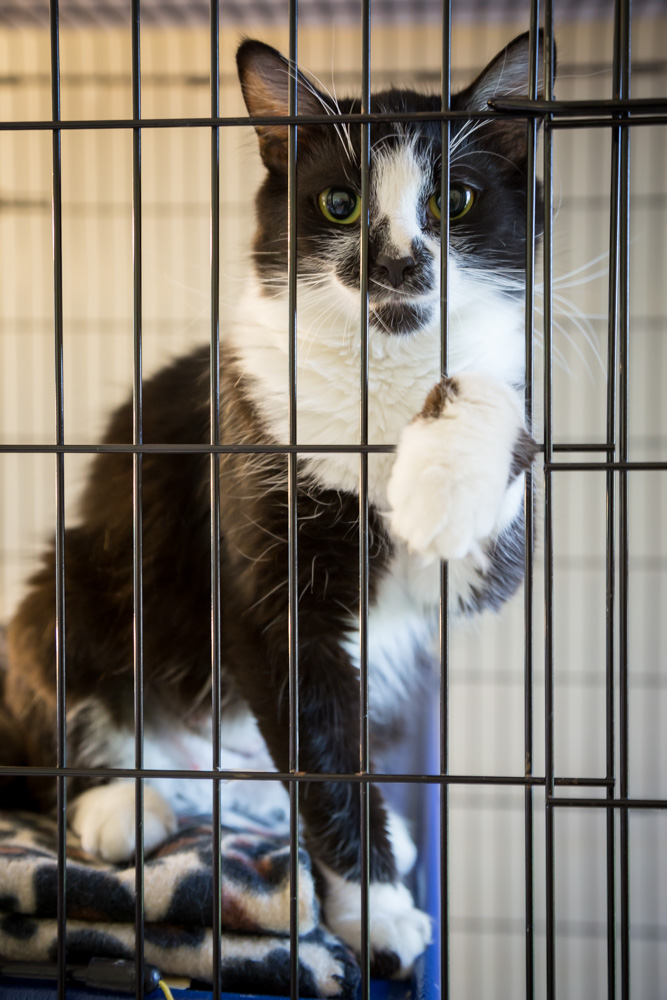 animalsheltervolunteers-1