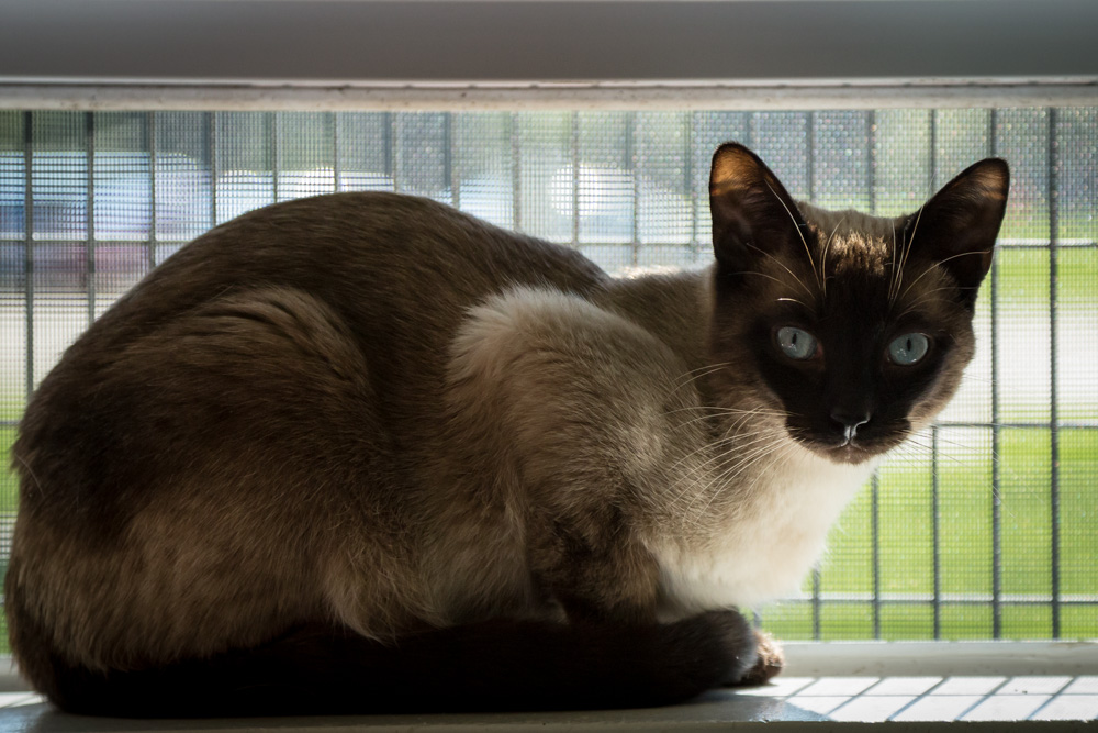 animalsheltervolunteers-2