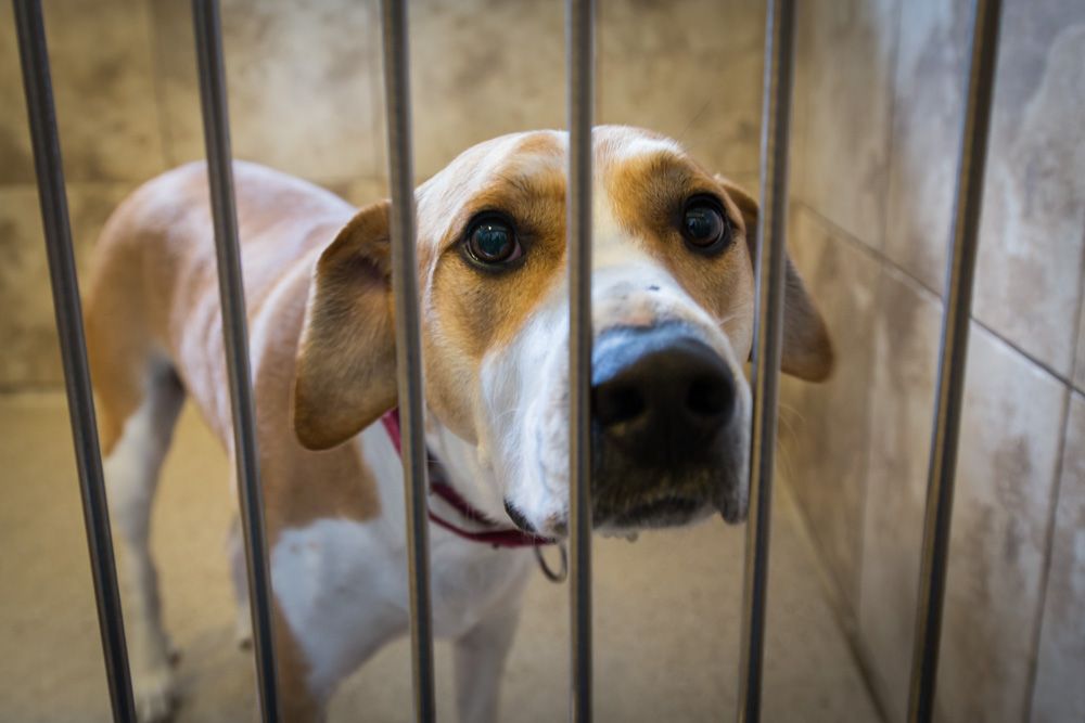 animalsheltervolunteers-4