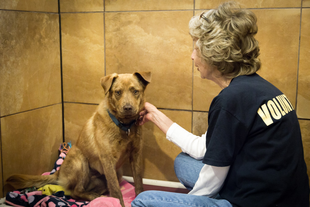 animalsheltervolunteers-5