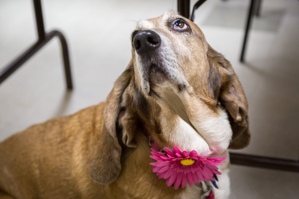 animalsheltervolunteers-6