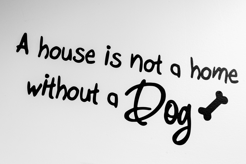 animalsheltervolunteers-8