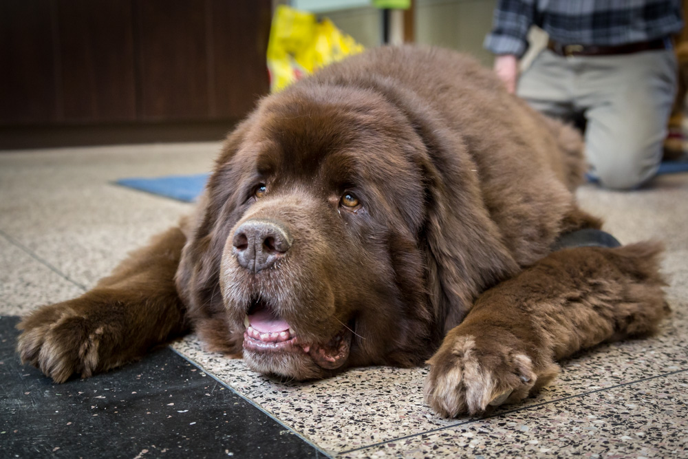 animalsheltervolunteers-9
