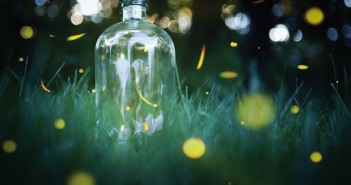 Junebugs, Roses & Fireflies Suzanne Tucker / Shutterstock.com