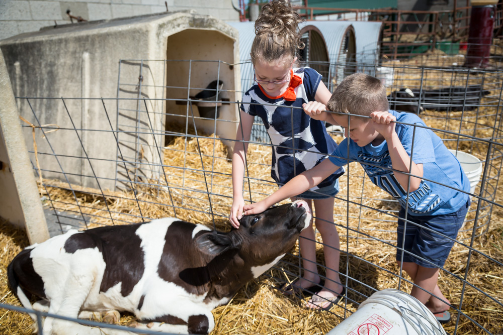 cooksdairyfarm-6