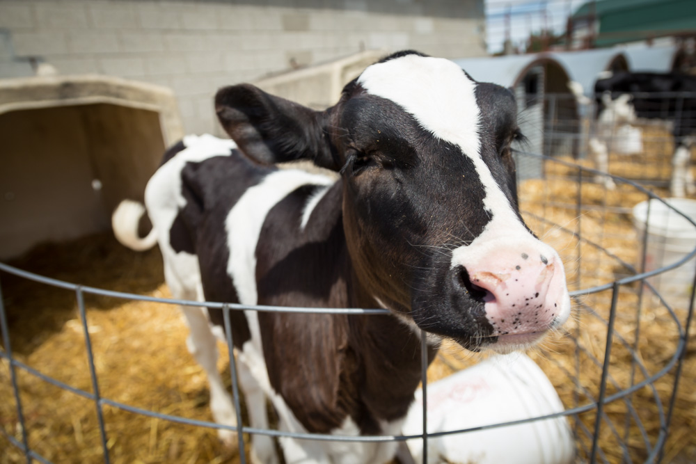 cooksdairyfarm-9