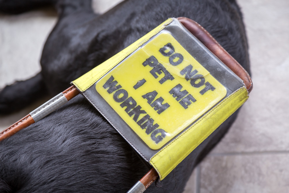 guidedogs-2
