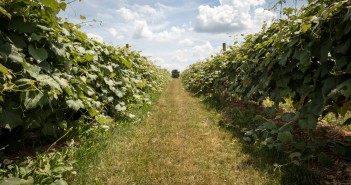 Make Some MemoriesVisit Your Favorite Apple Orchard