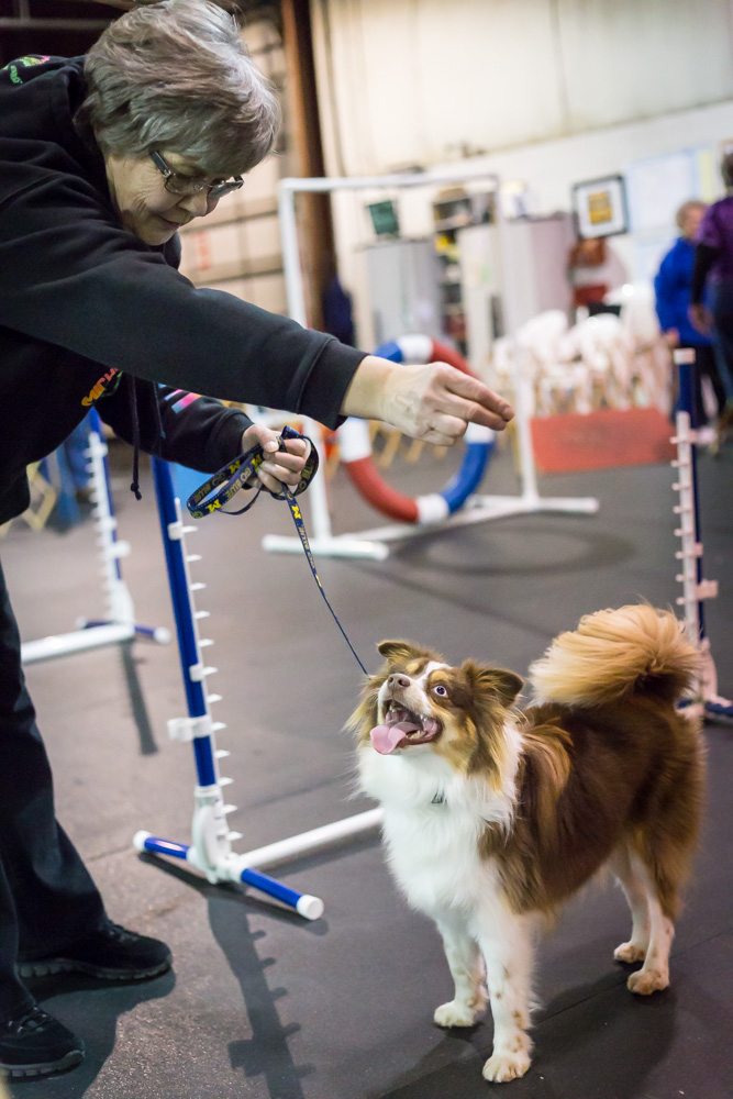 companiondog-5