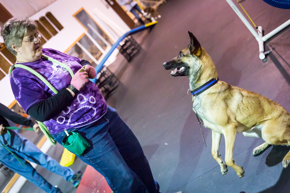 companiondog-6