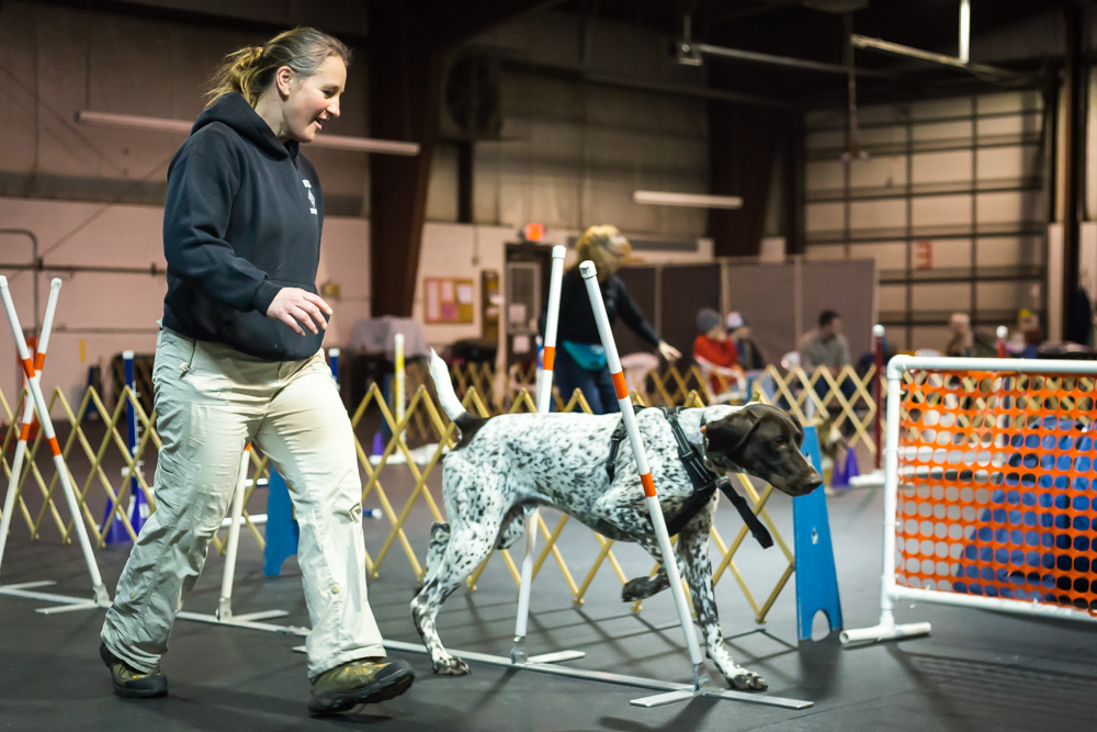 companiondog-7