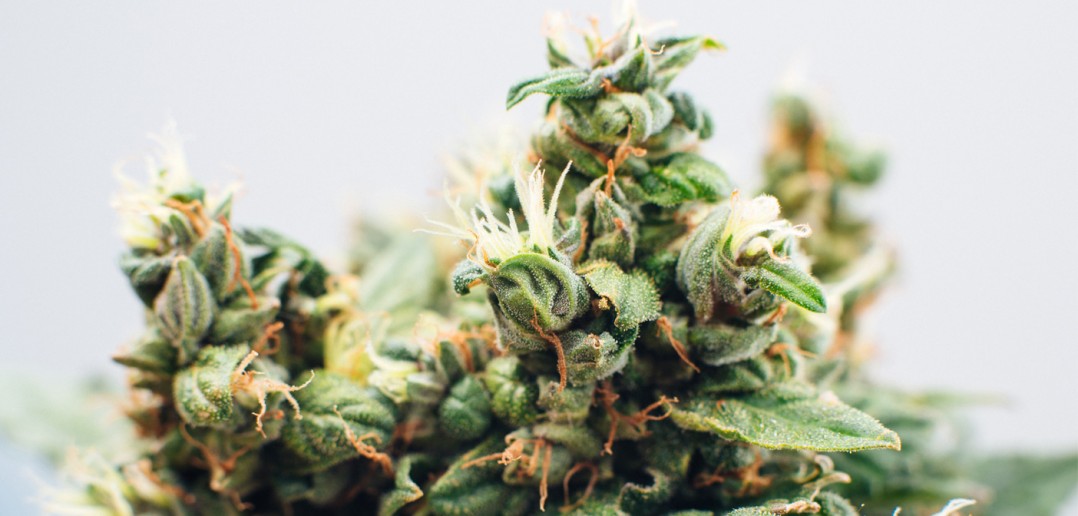 Yarygin / Shutterstock.com