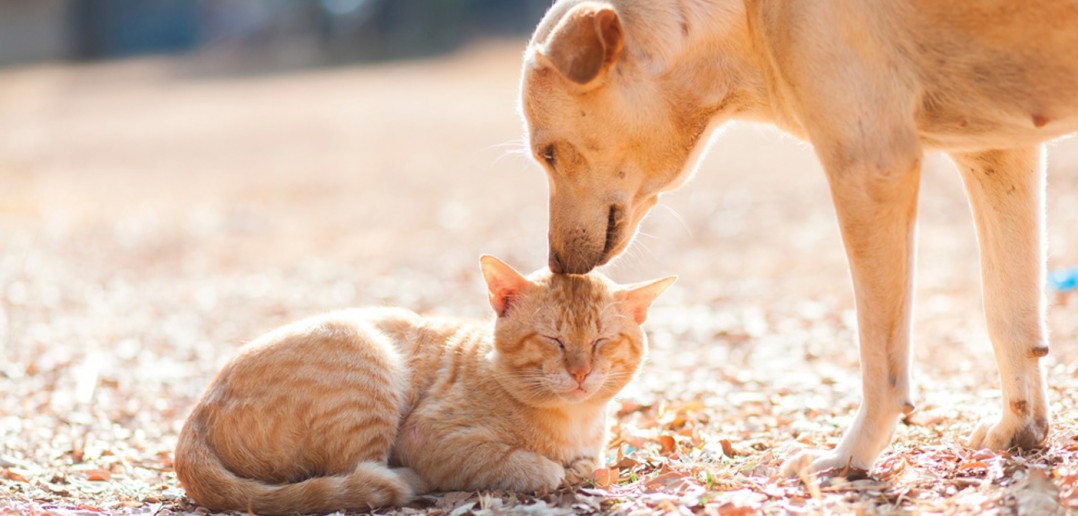 nipon thunggatgaw / Shutterstock.com