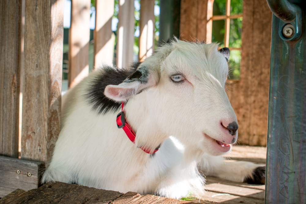 GOATYOGA-7631