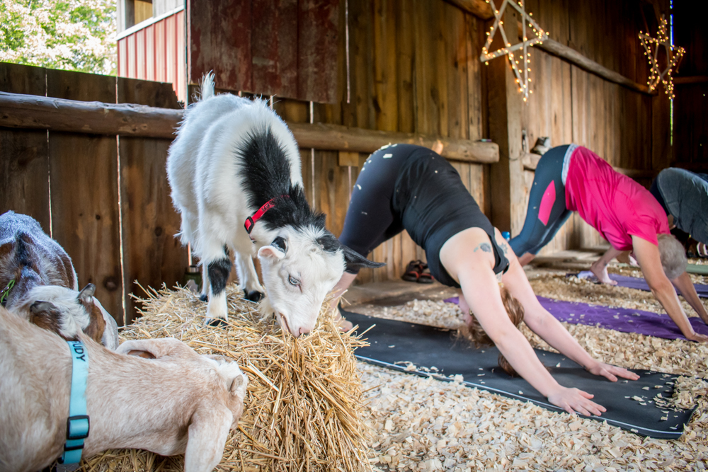 GOATYOGA-7682