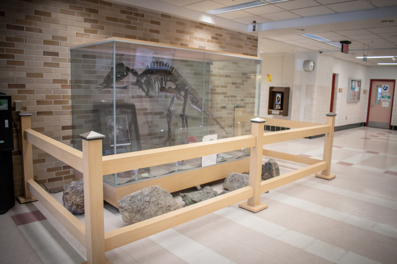 Visitors to the gorman science center are greeted by the skeleton of a 6-7-foot long duck-billed dinosaur.