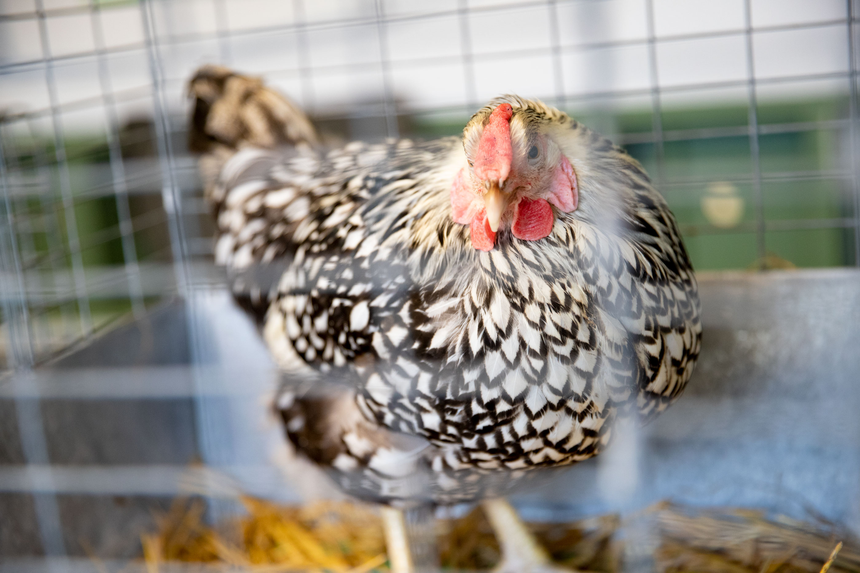 applewood-fall-harvest_11