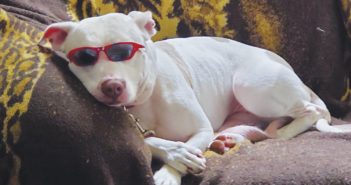 Lilly the Big, Bad Pit Bull