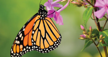 The Butterfly Effect Create the Perfect Habitat for Fluttering Dave / stock.adobe.com