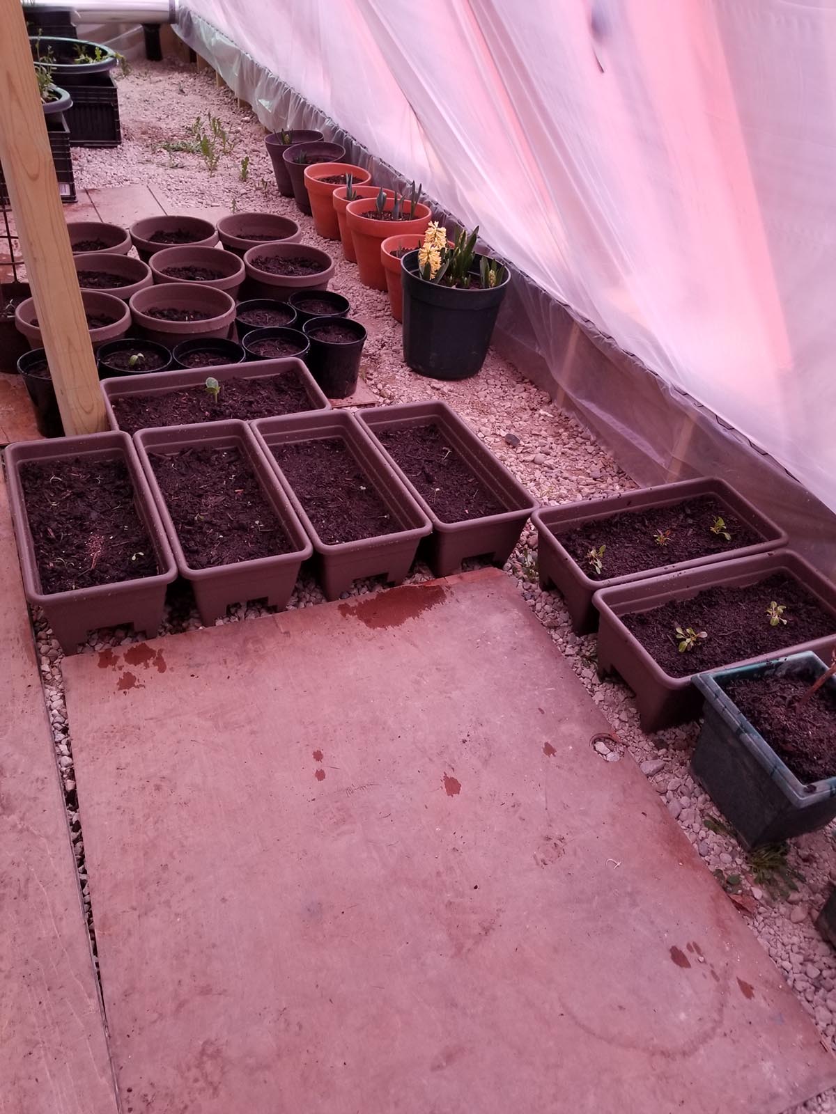 HandG-greenerhouse-04-2020-08