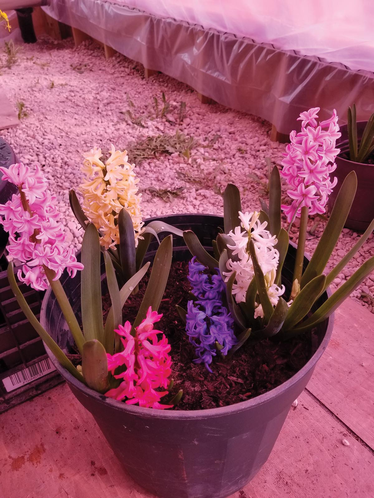 HandG-greenerhouse-04-2020-18