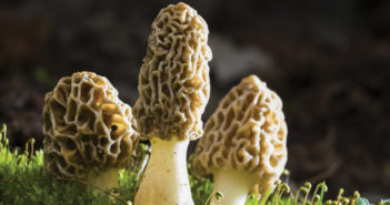 The Mushroom Hunter