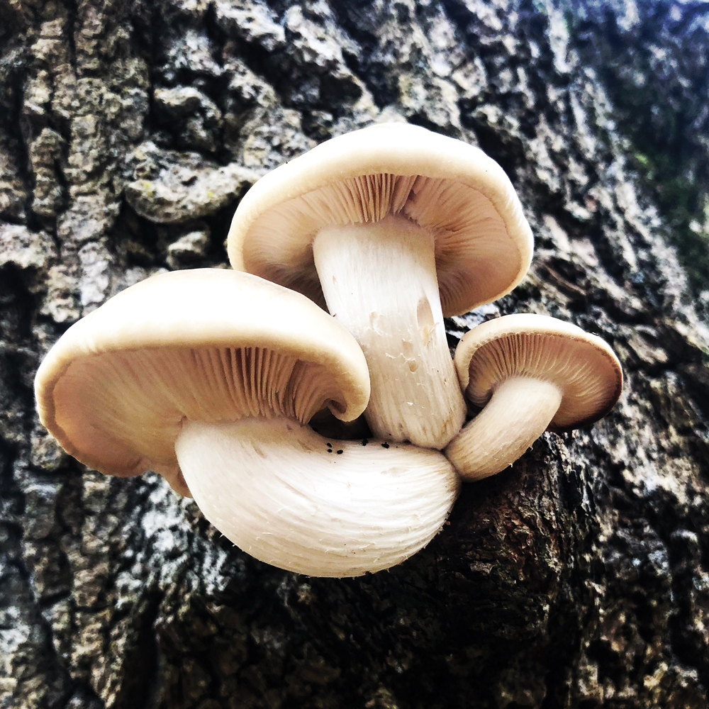 myfun-mushrooms-010-072020