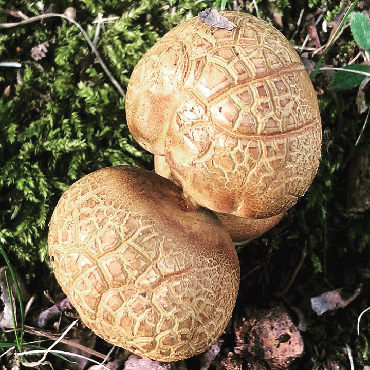 myfun-mushrooms-011-072020