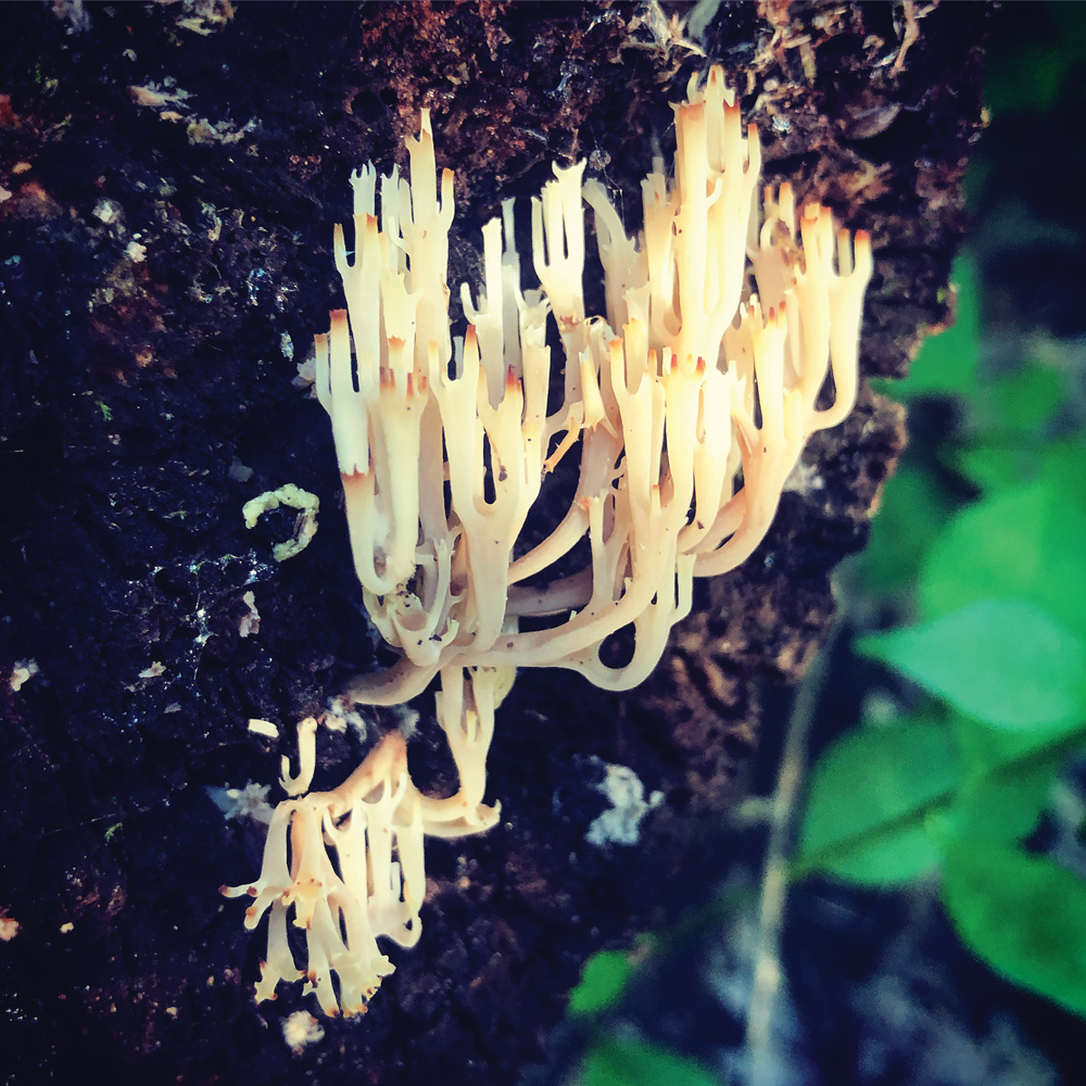 myfun-mushrooms-07-072020