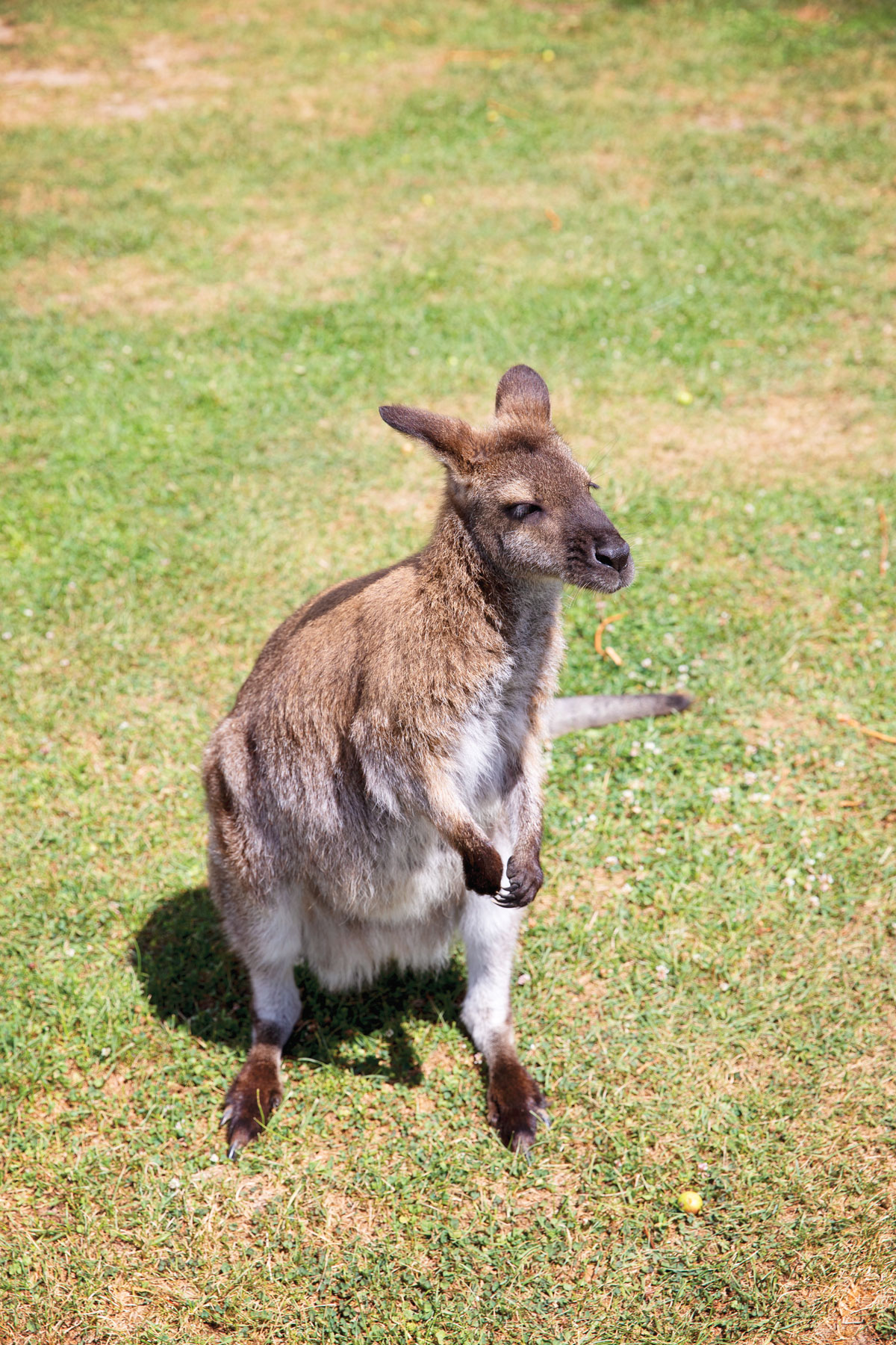 supesjungle-092020-011