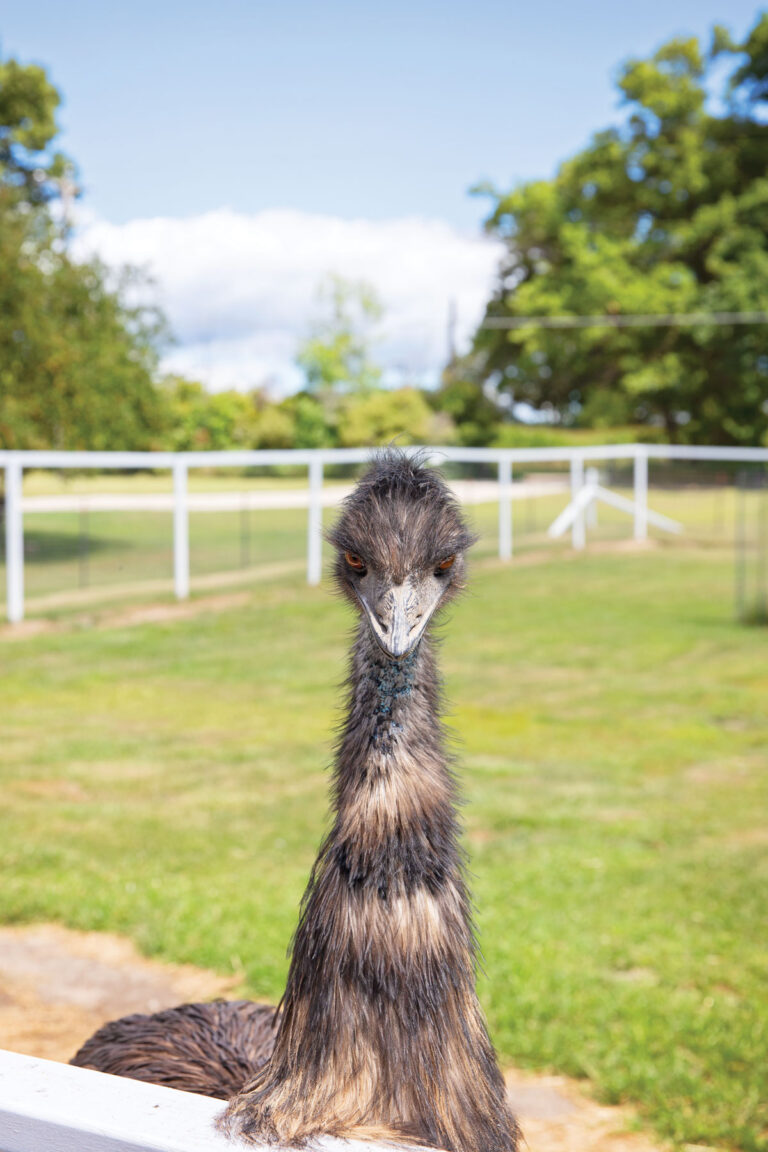 Supe's Exotic Jungle Wild & Wonderful! My City Magazine