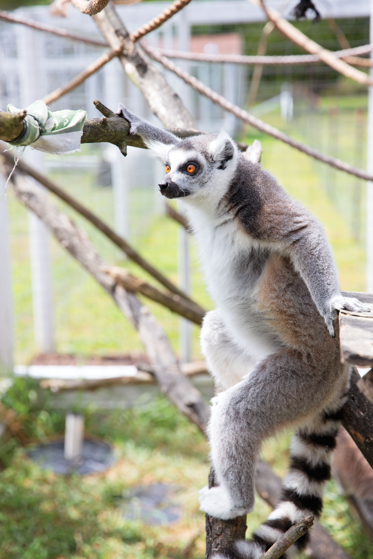 Supe's Exotic Jungle Wild & Wonderful! My City Magazine