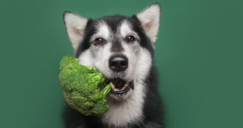 Dinner Time! Feeding Your Pooch A Healthy Diet