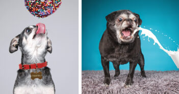 None for You, Farfel! People Food to Avoid Giving Your Pets