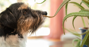 Fatal Flowers Keep Pets Away from these 12 Common Flowers & Plants