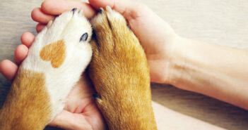 Caring for Paws & Claws