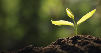 How Do Plants Know When It’s Spring?