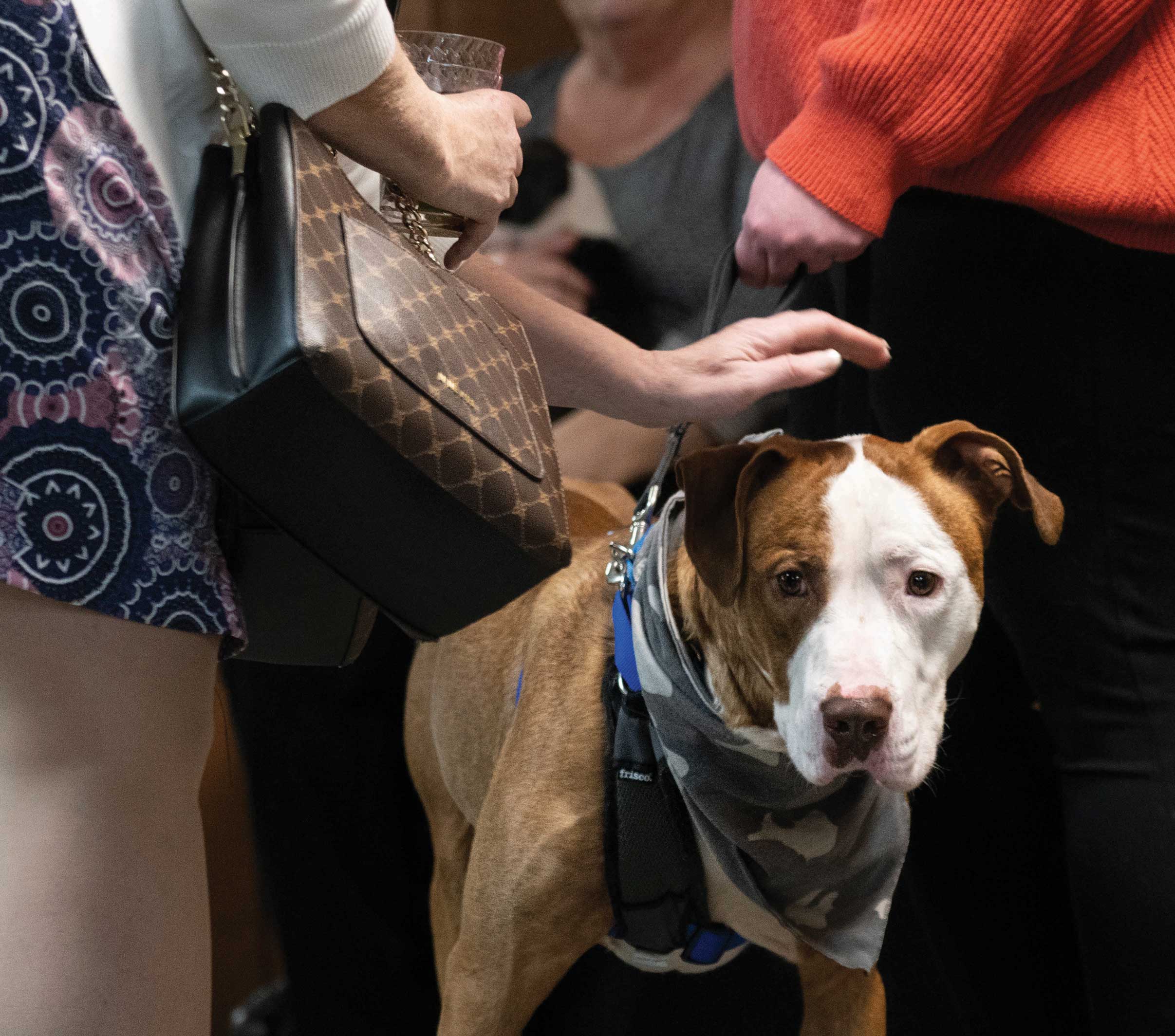 Haps WagsWhiskers-2022- (15)