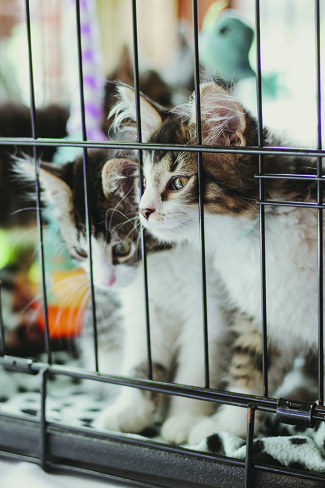 Haps-pawsonparade2022 (11)