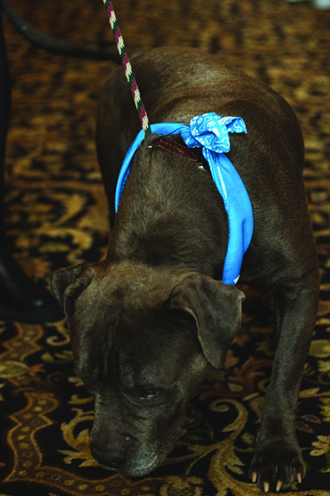 Haps-pawsonparade2022 (13)