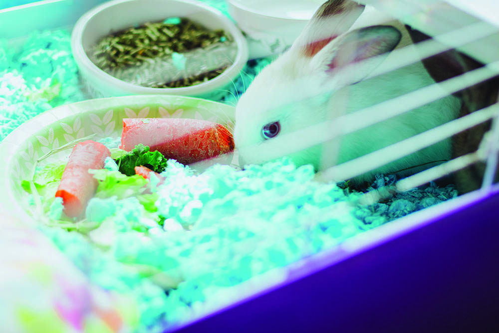 Haps-pawsonparade2022 (18)