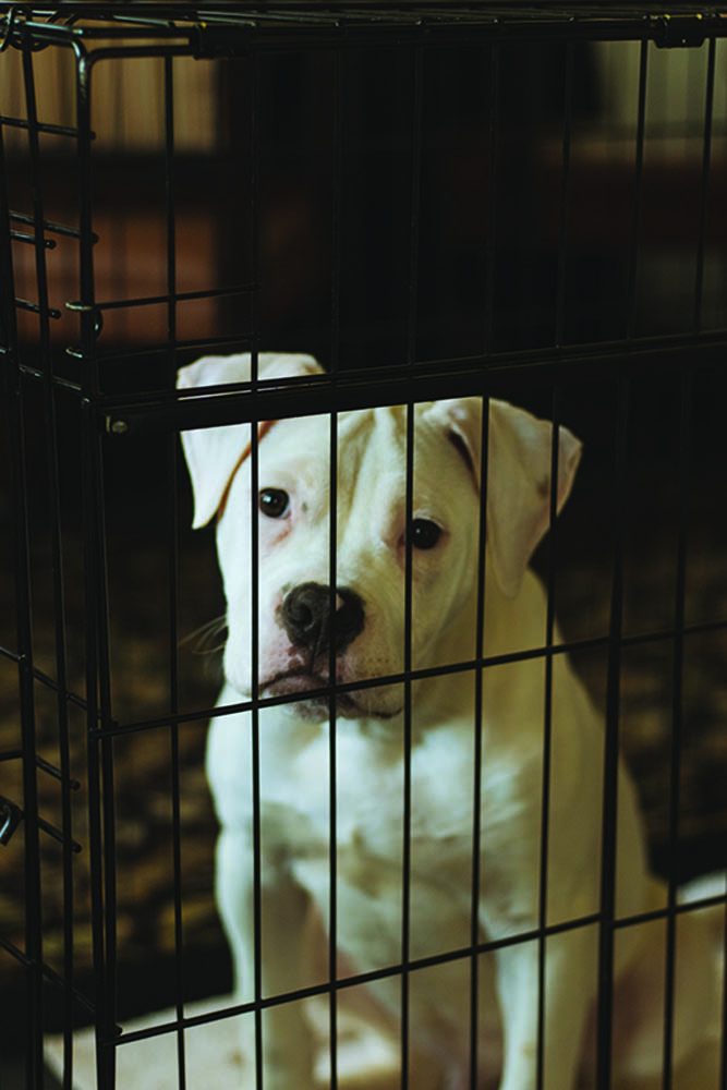 Haps-pawsonparade2022 (4)