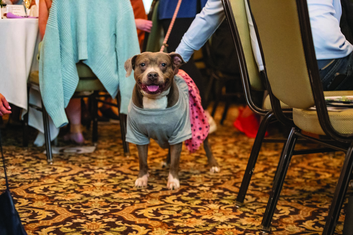 HAPS-Paws-on-Parade-06-2024-web-0 (12)