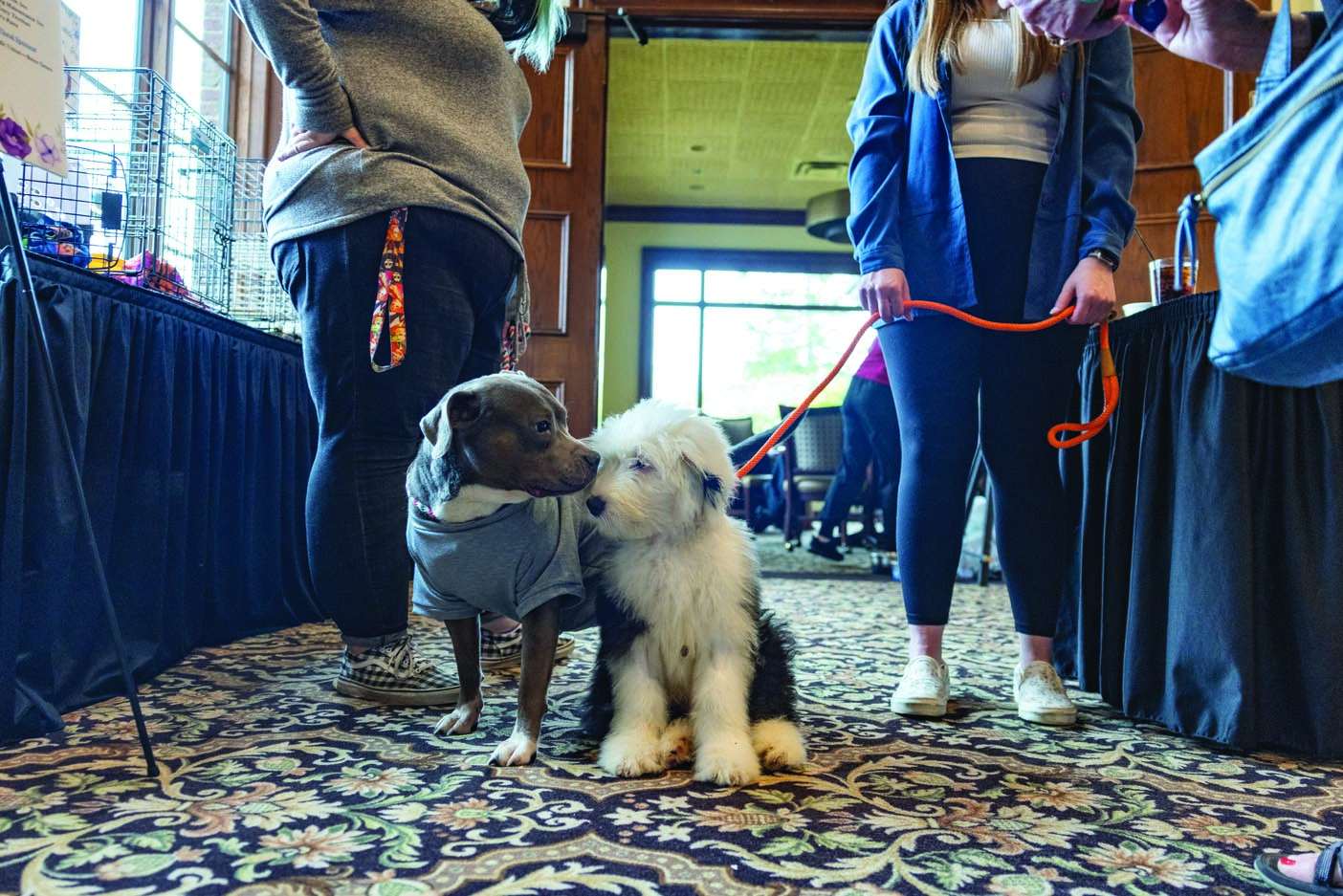 HAPS-Paws-on-Parade-06-2024-web-0 (7)