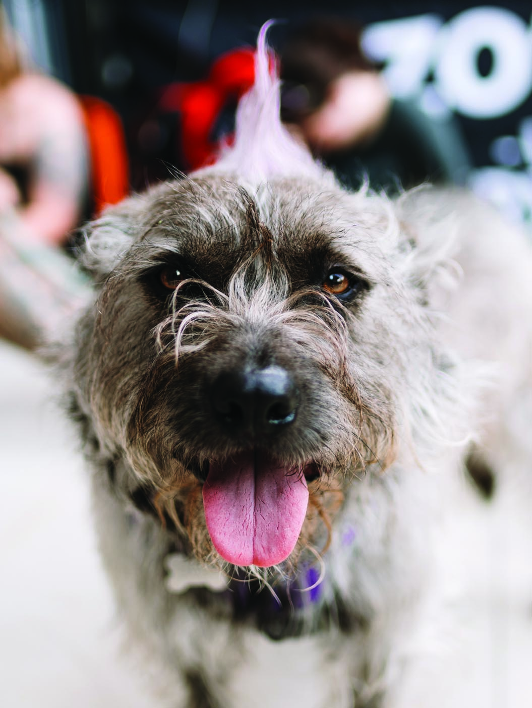 HAPSAlleyFest-08-2024-web-06