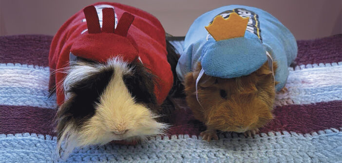 Meet Fred & Shaggy A Dynamic Duo of Adorable!